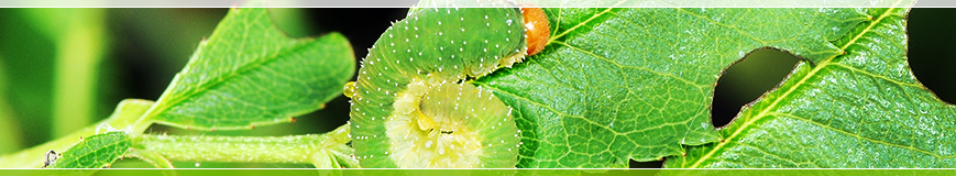 PsIGa - Pflanzenschutz Informations- und Beratungssystem für Gartencenter
